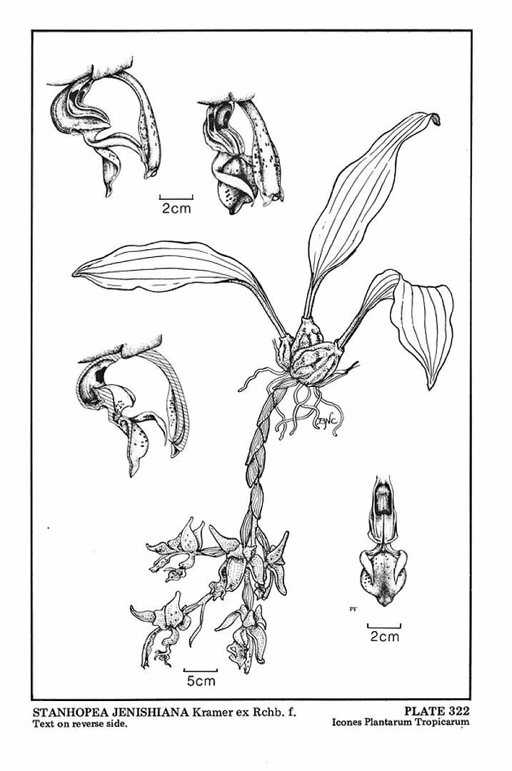 no HD illustration available (3)