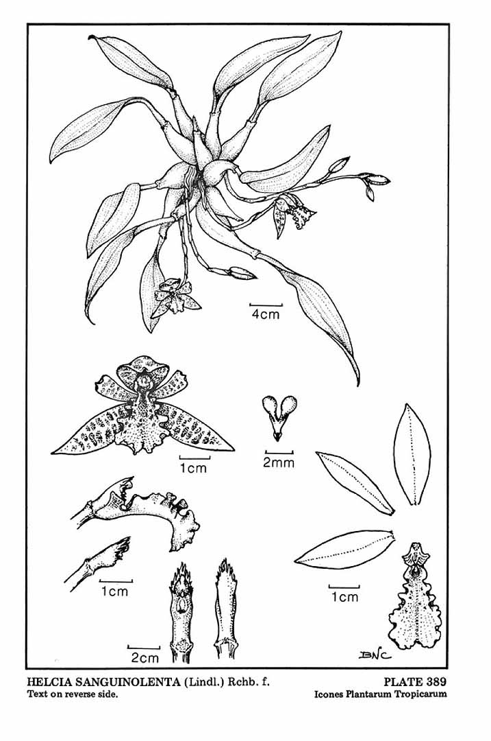 no HD illustration available (3)