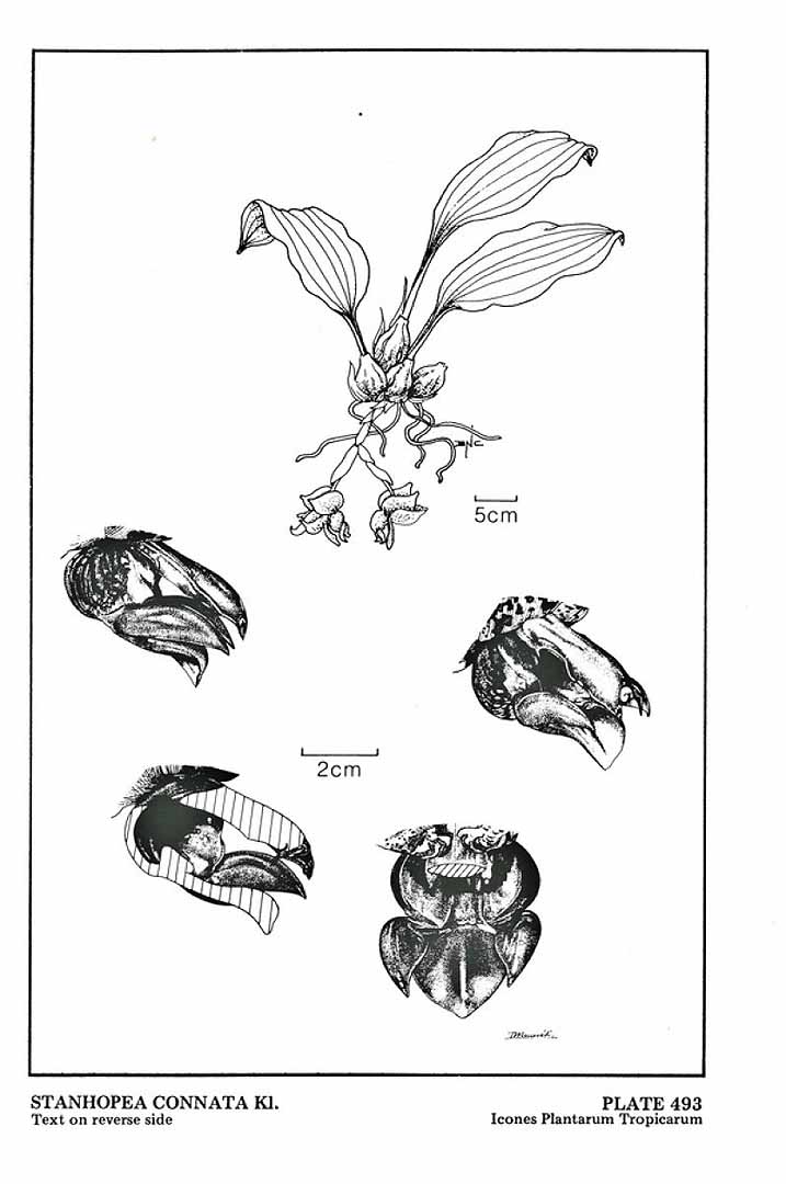 no HD illustration available (3)