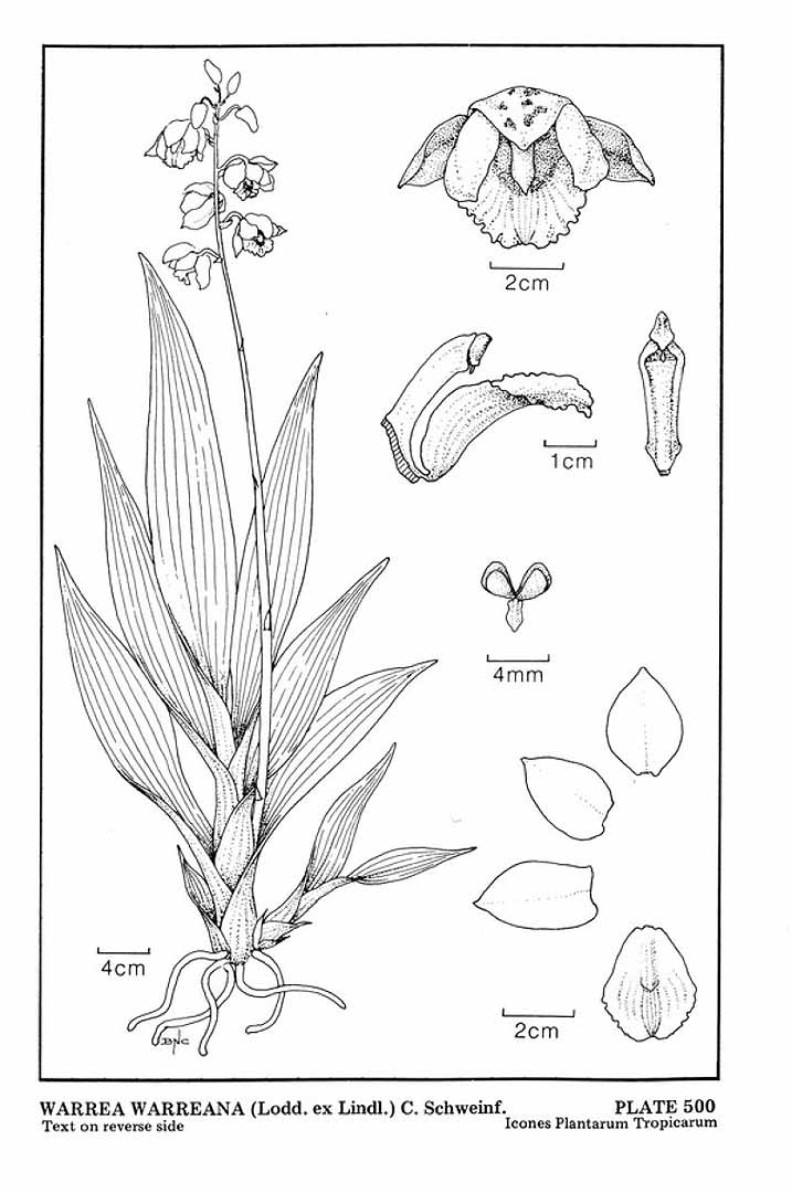 no HD illustration available (3)