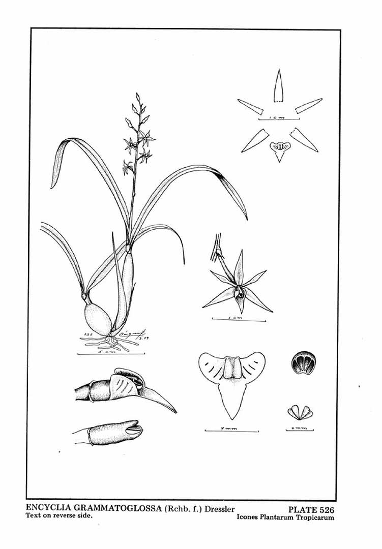 no HD illustration available (3)
