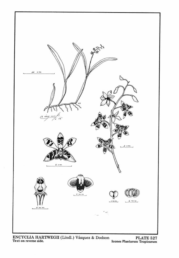 no HD illustration available (3)