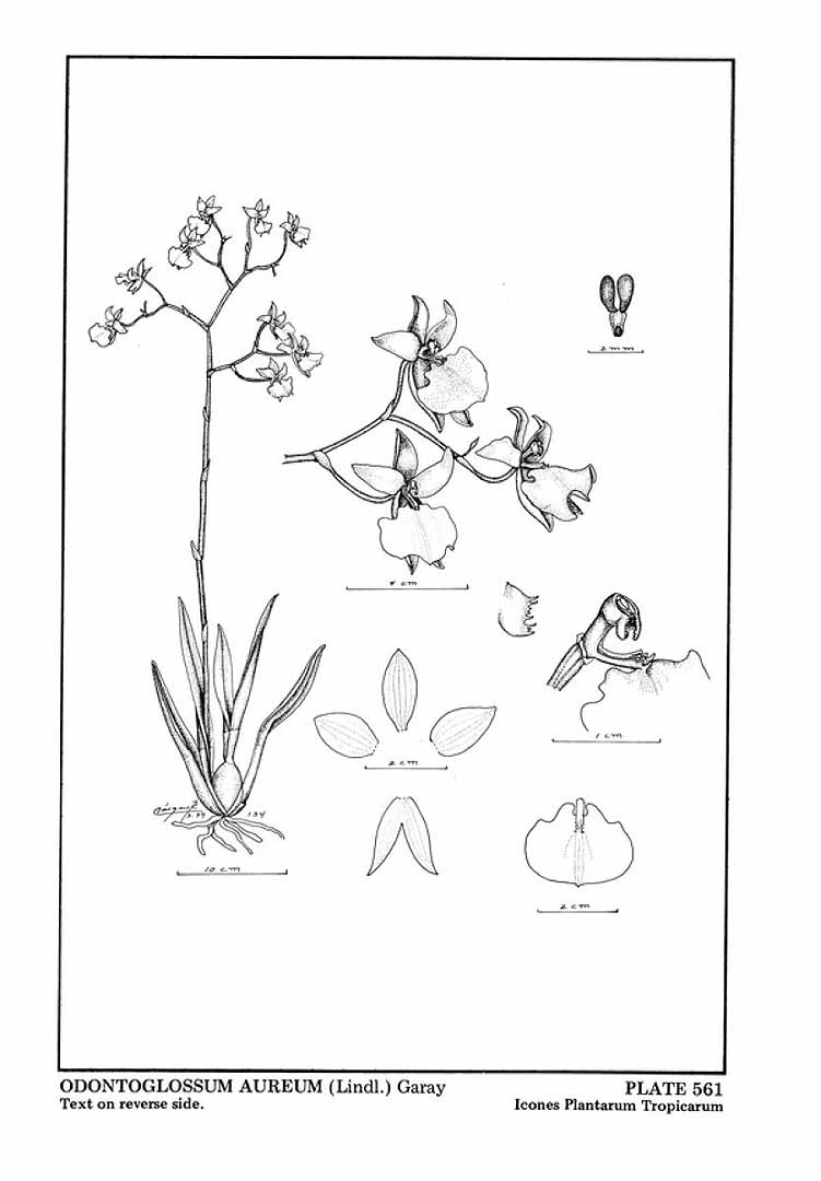 no HD illustration available (3)