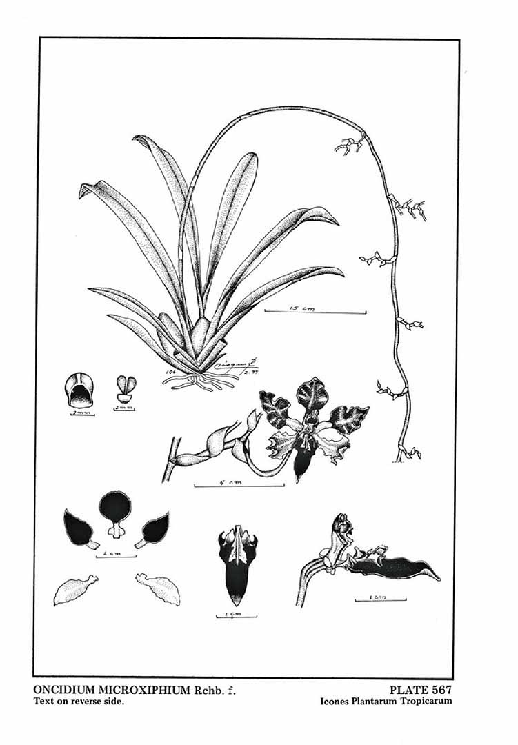 no HD illustration available (3)