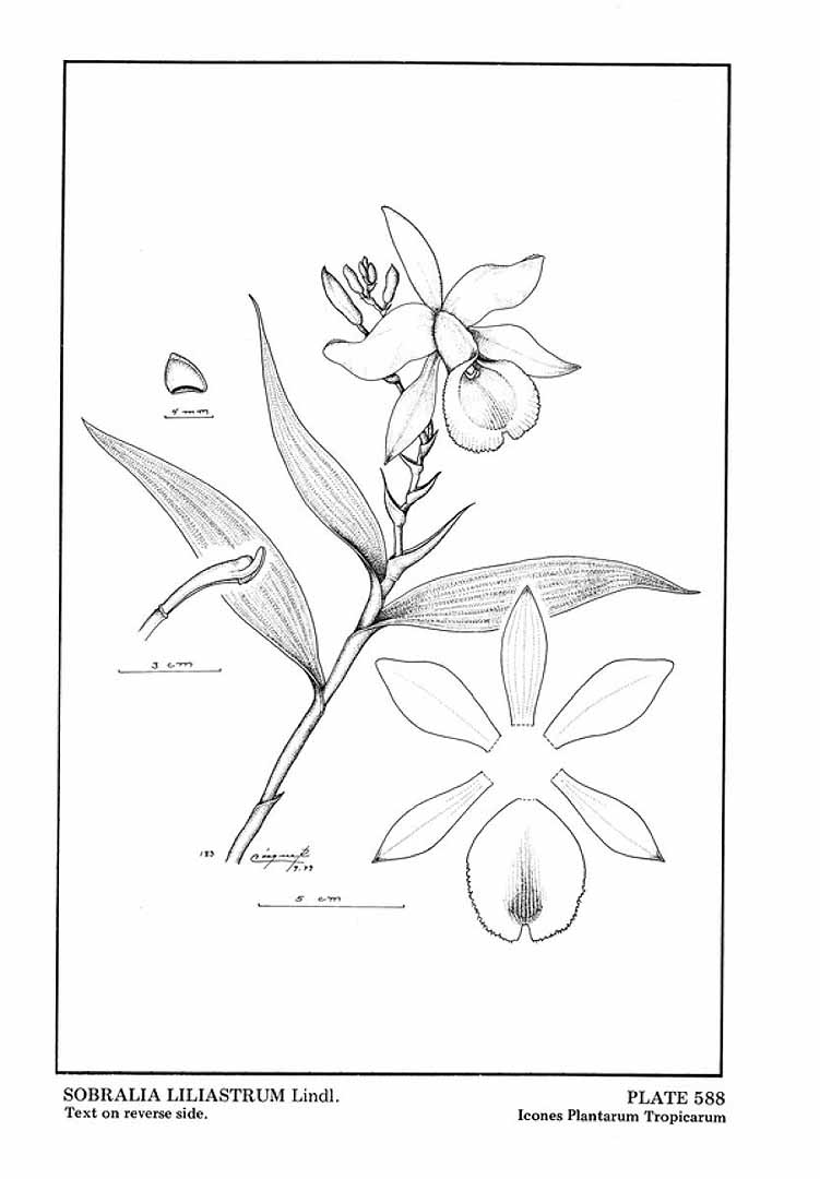 no HD illustration available (3)