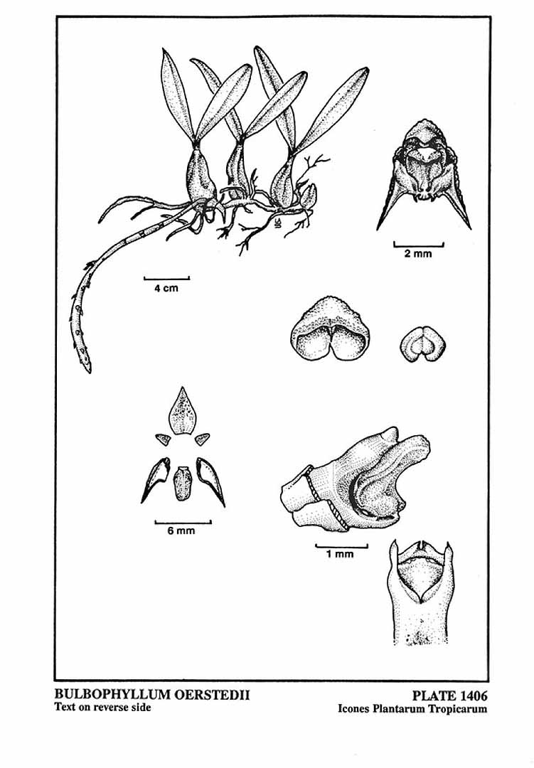 no HD illustration available (3)