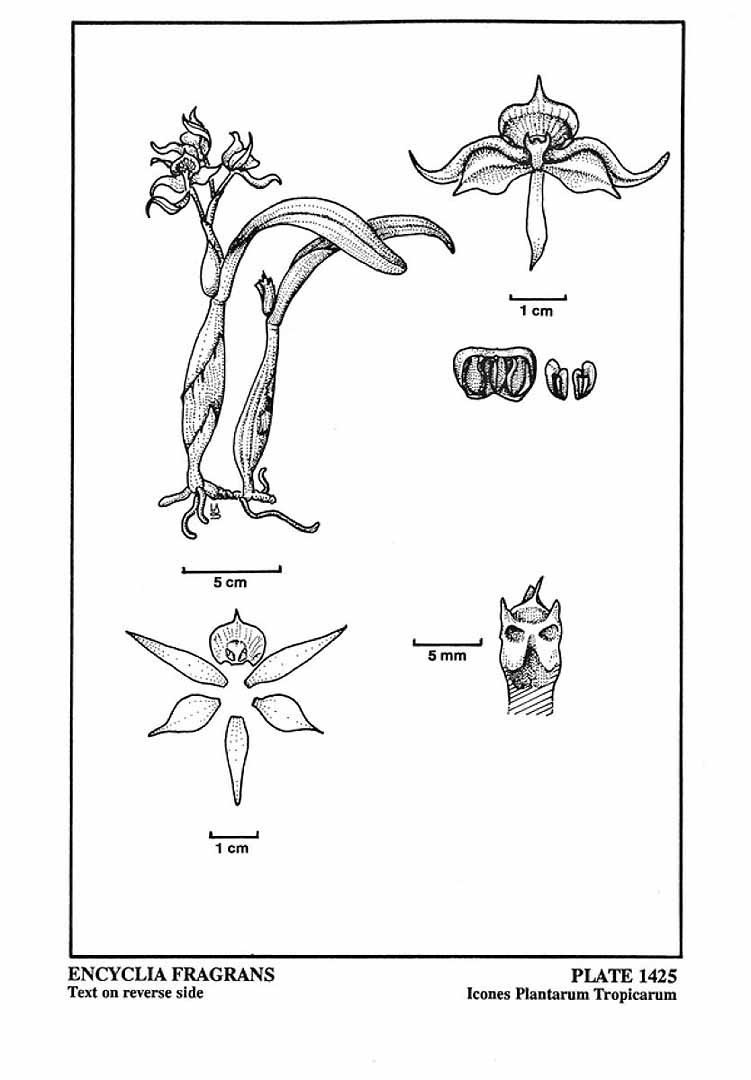 no HD illustration available (3)