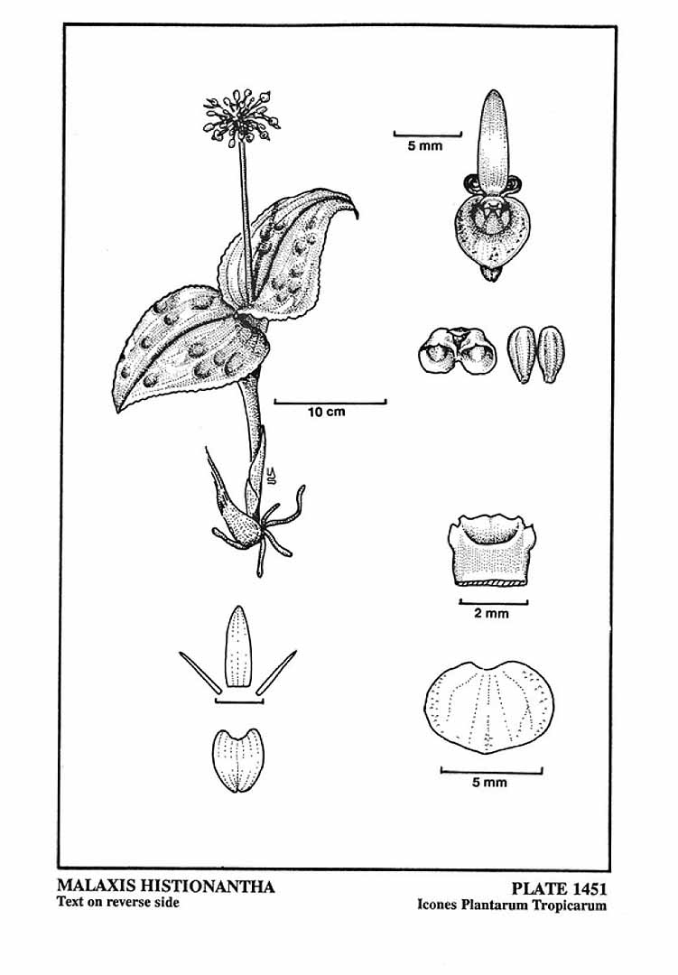 no HD illustration available (3)