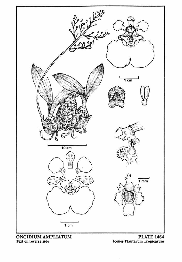 no HD illustration available (3)