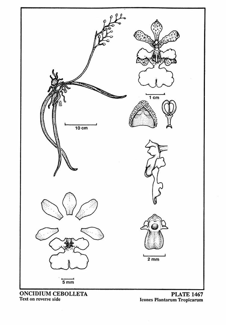 no HD illustration available (3)