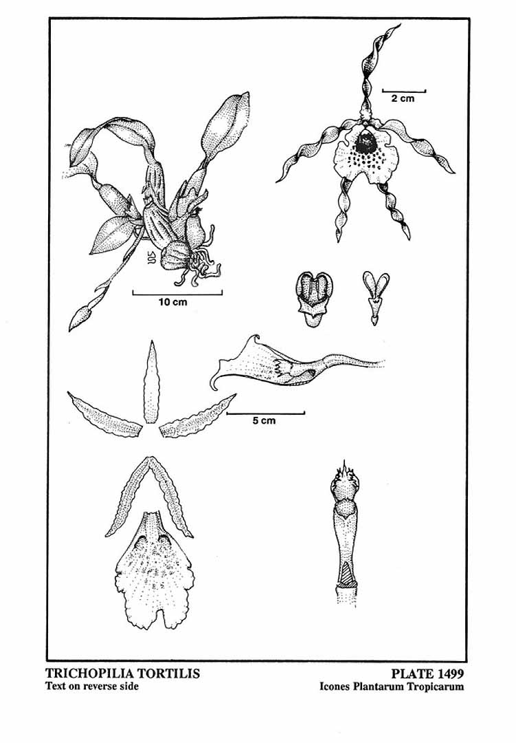 no HD illustration available (3)