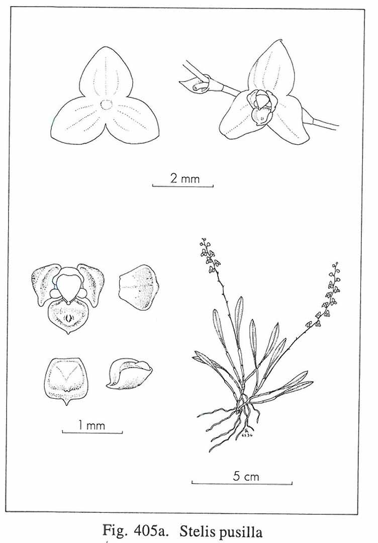 no HD illustration available (3)
