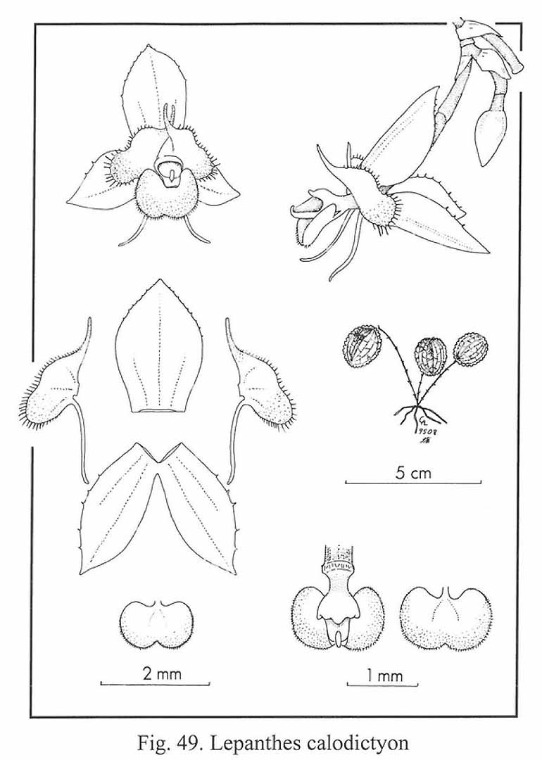 no HD illustration available (3)
