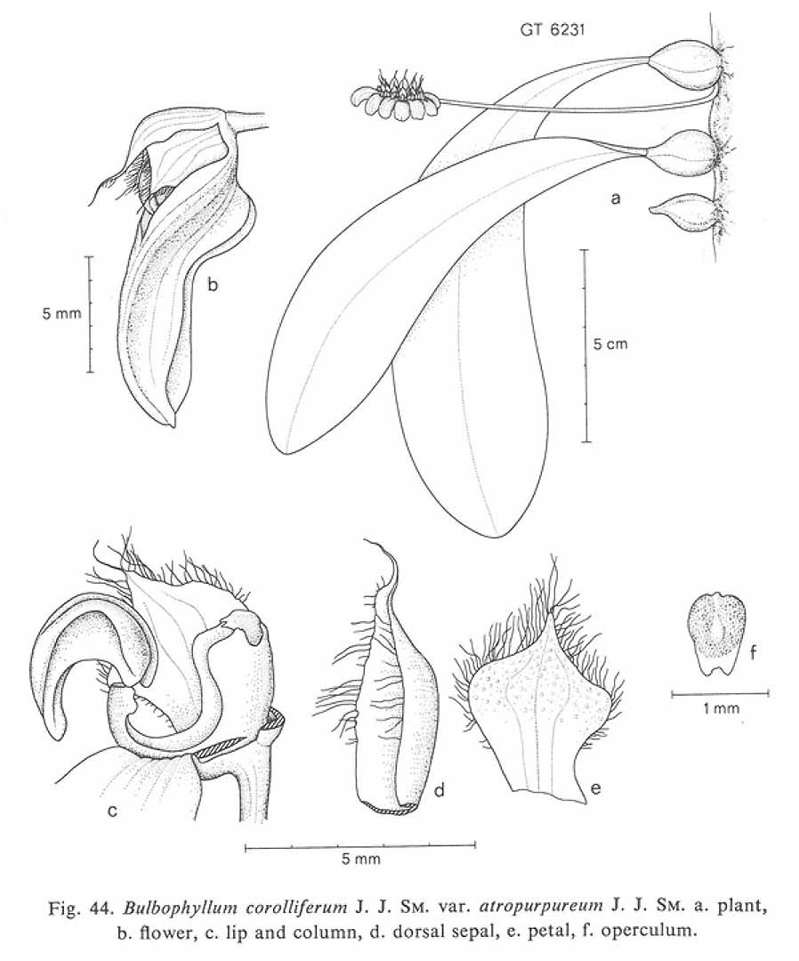 no HD illustration available (3)