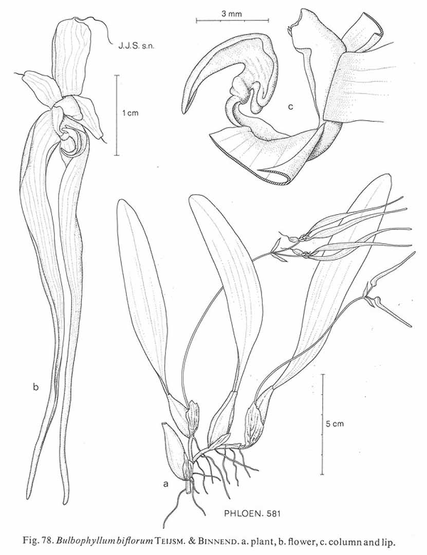 no HD illustration available (3)