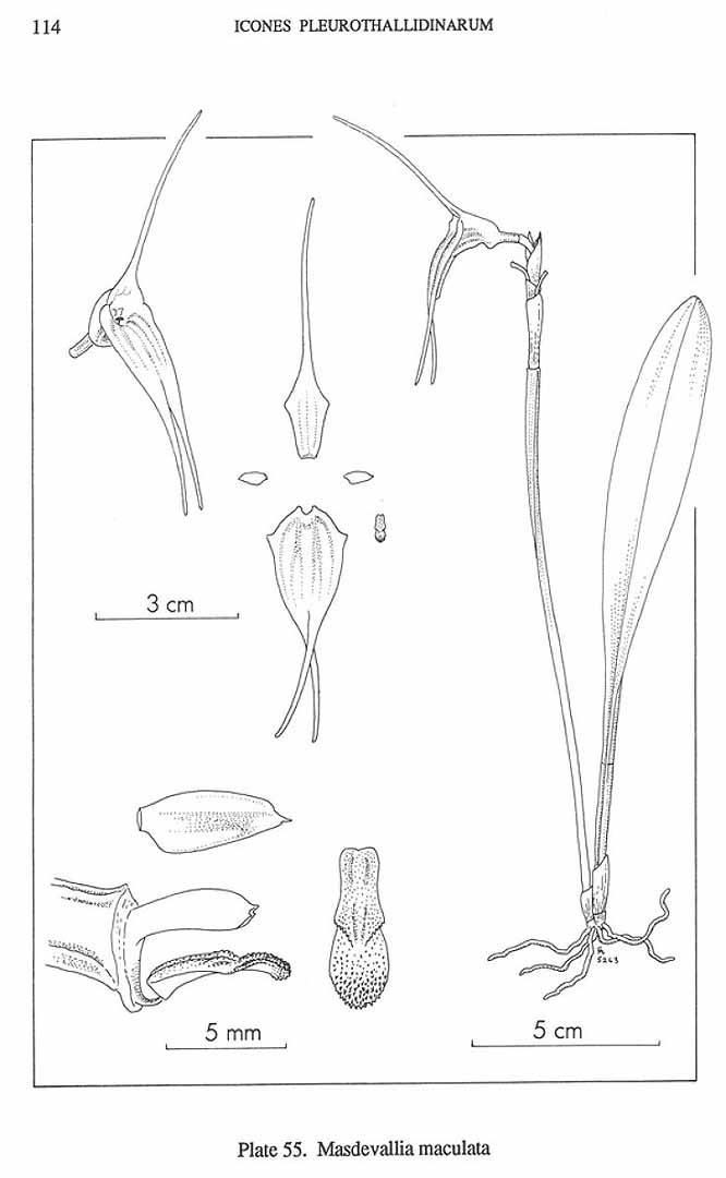 no HD illustration available (3)