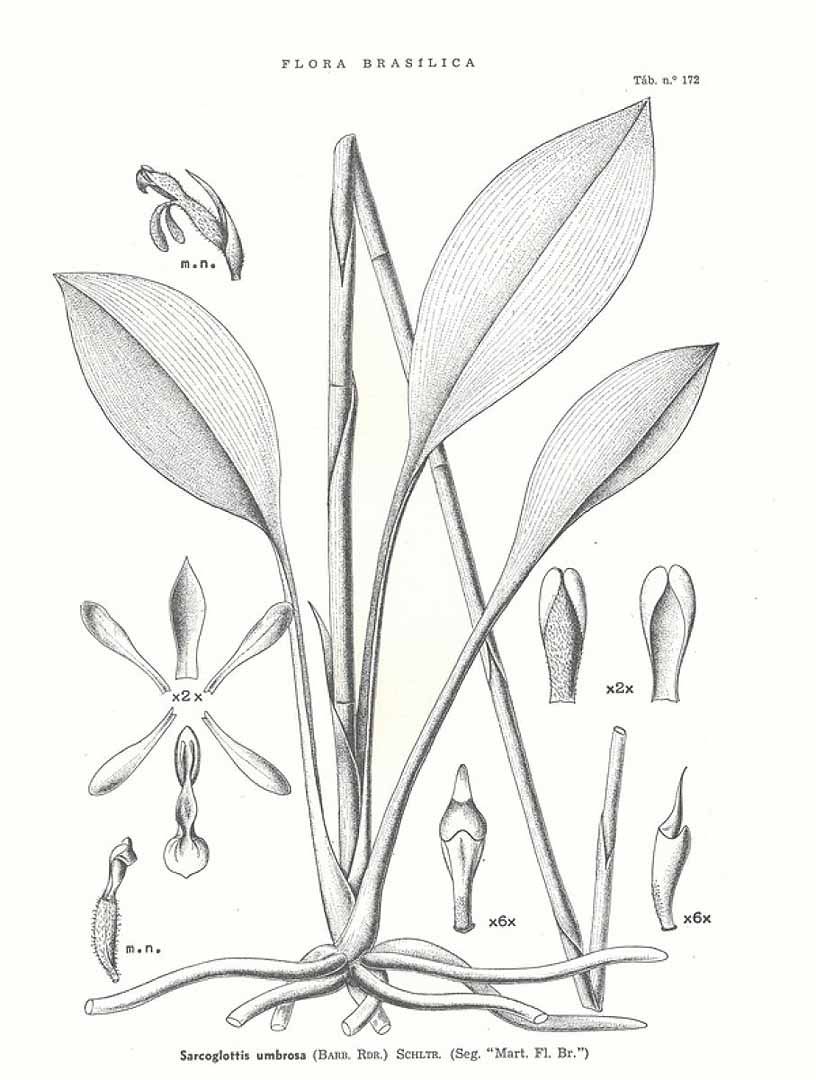 no HD illustration available (3)