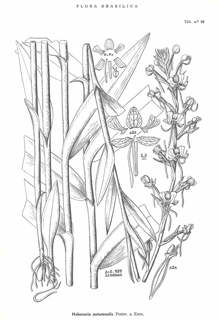 no HD illustration available (3)