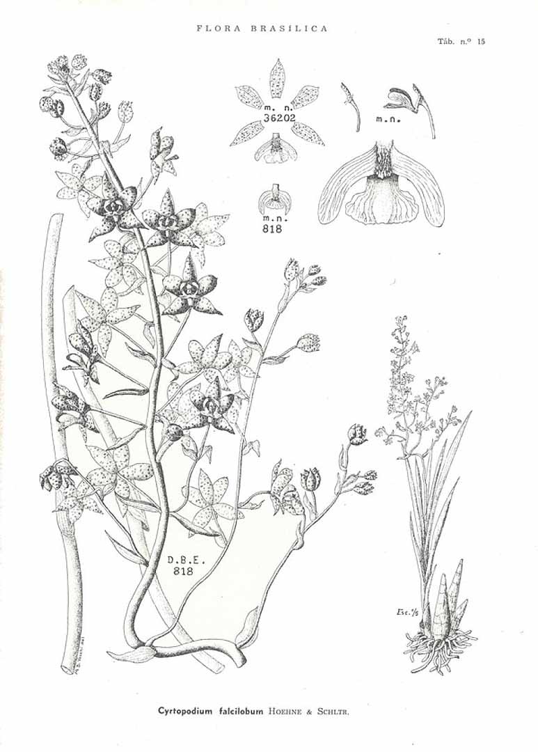 no HD illustration available (3)