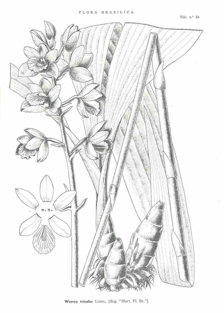 no HD illustration available (3)