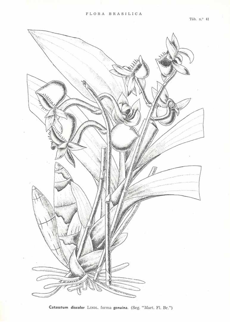no HD illustration available (3)