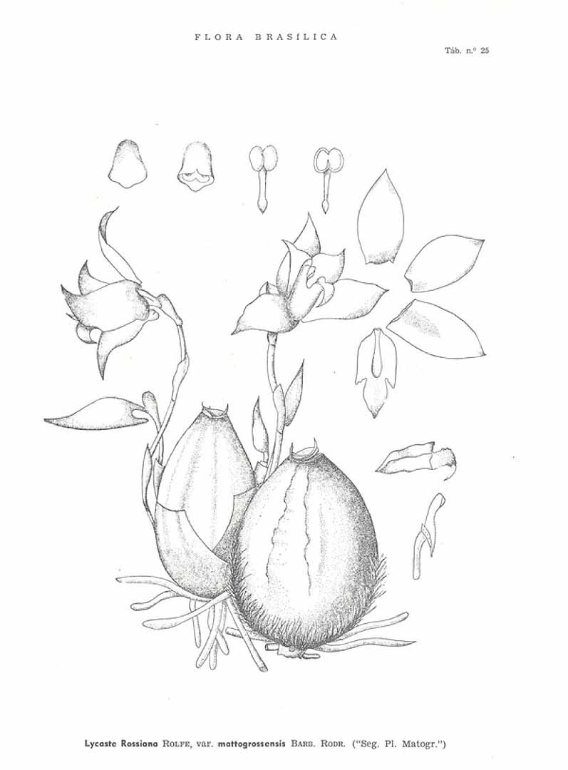no HD illustration available (3)