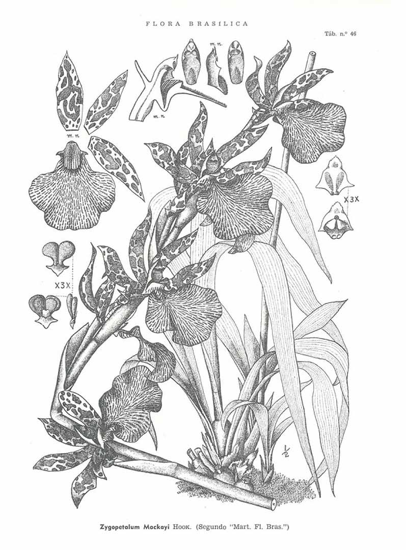 no HD illustration available (3)