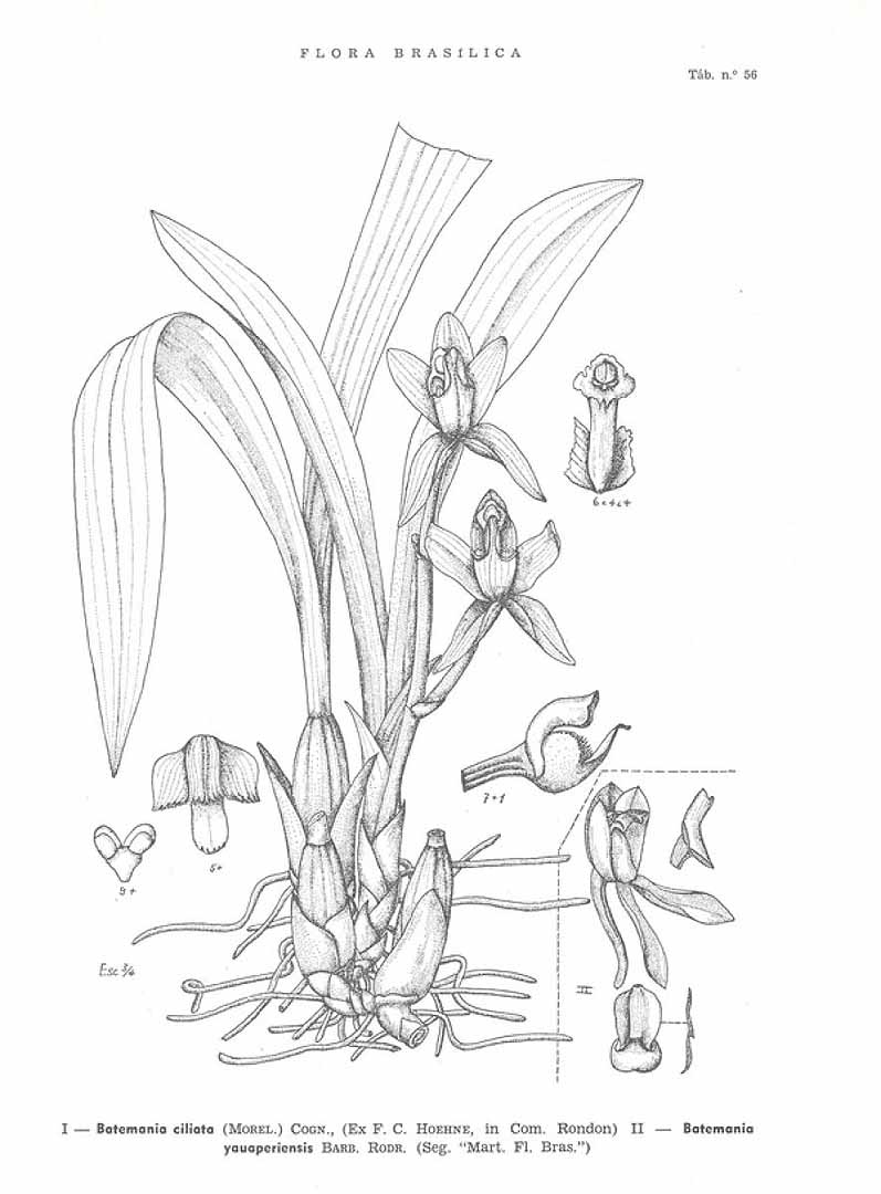 no HD illustration available (3)