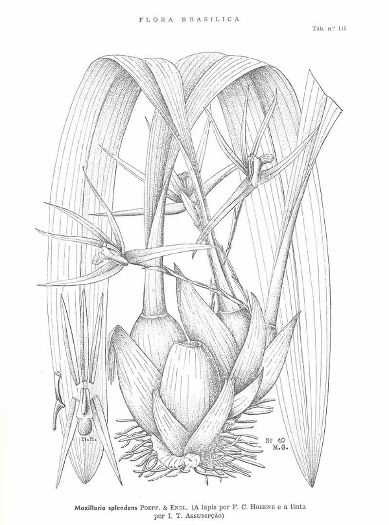 no HD illustration available (3)