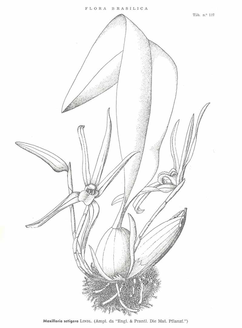 no HD illustration available (3)