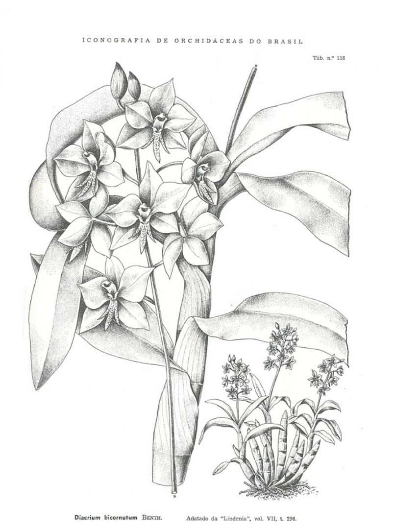 no HD illustration available (3)