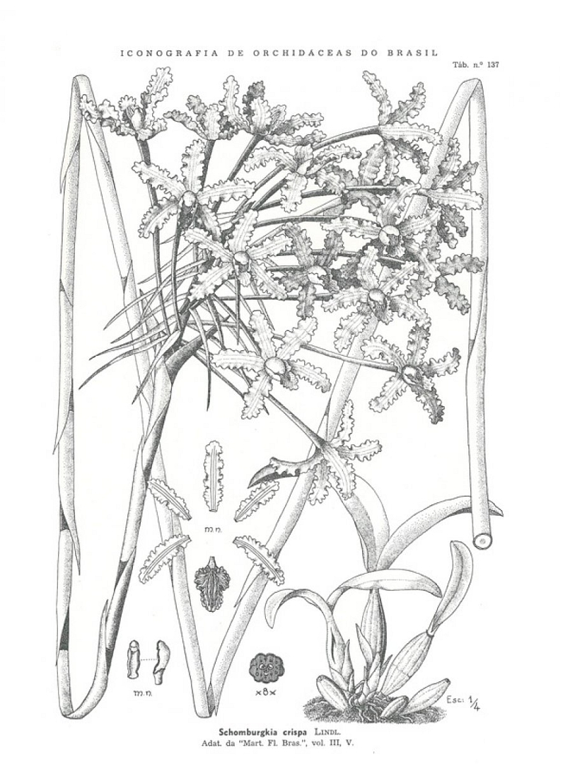 no HD illustration available (3)