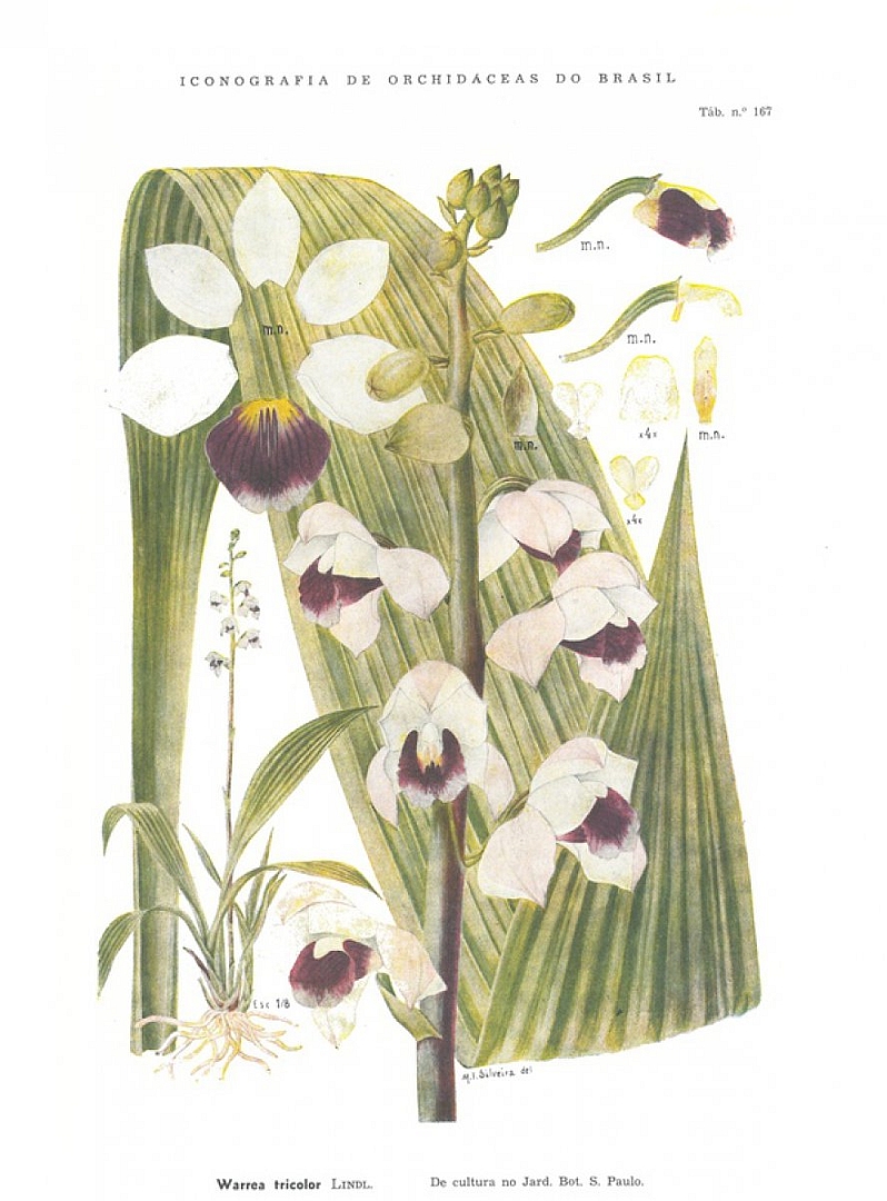 no HD illustration available (3)
