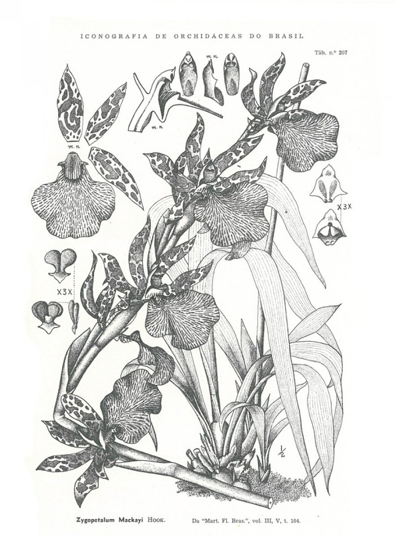 no HD illustration available (3)