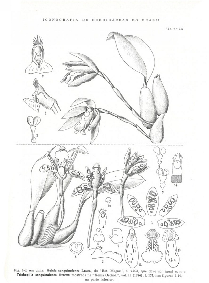 no HD illustration available (3)