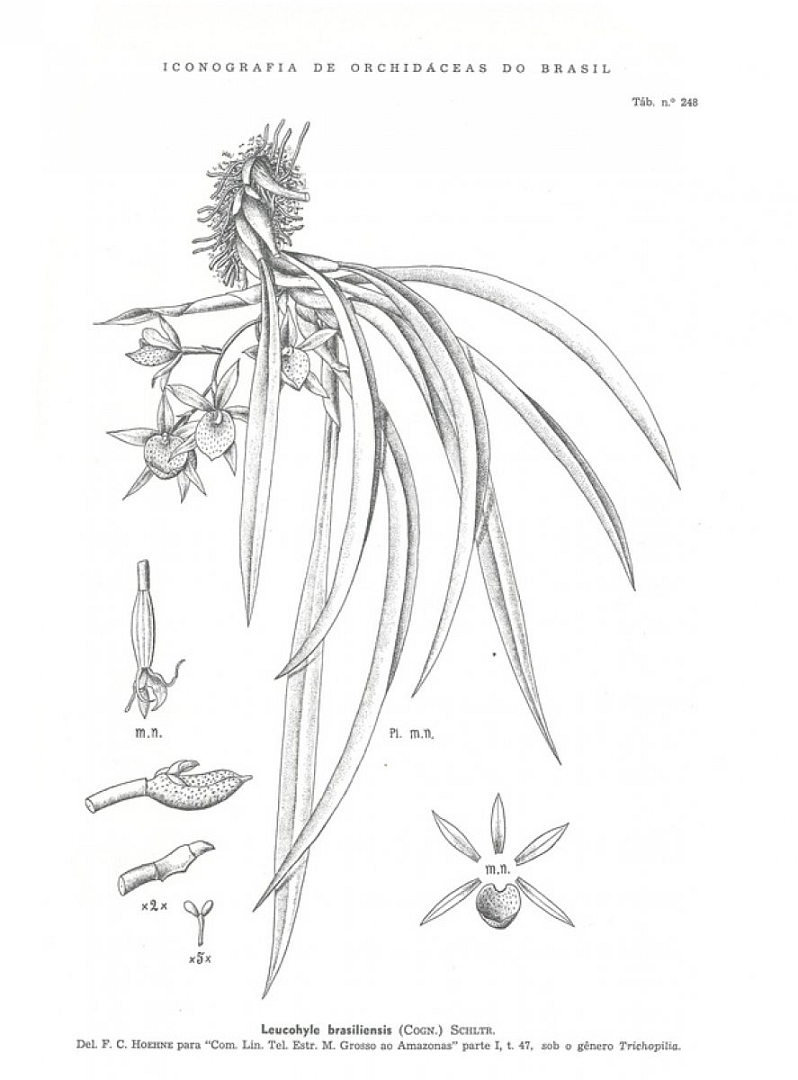 no HD illustration available (3)