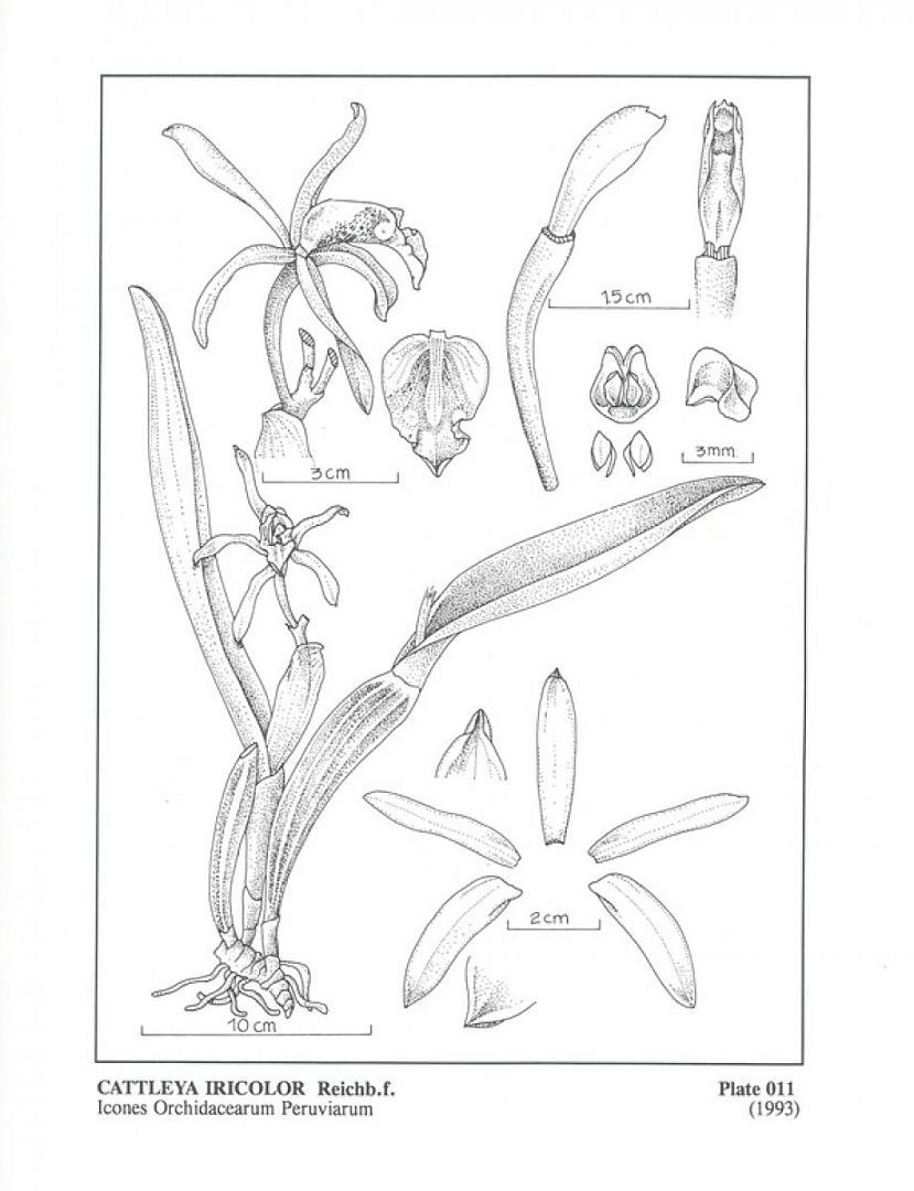 no HD illustration available (3)