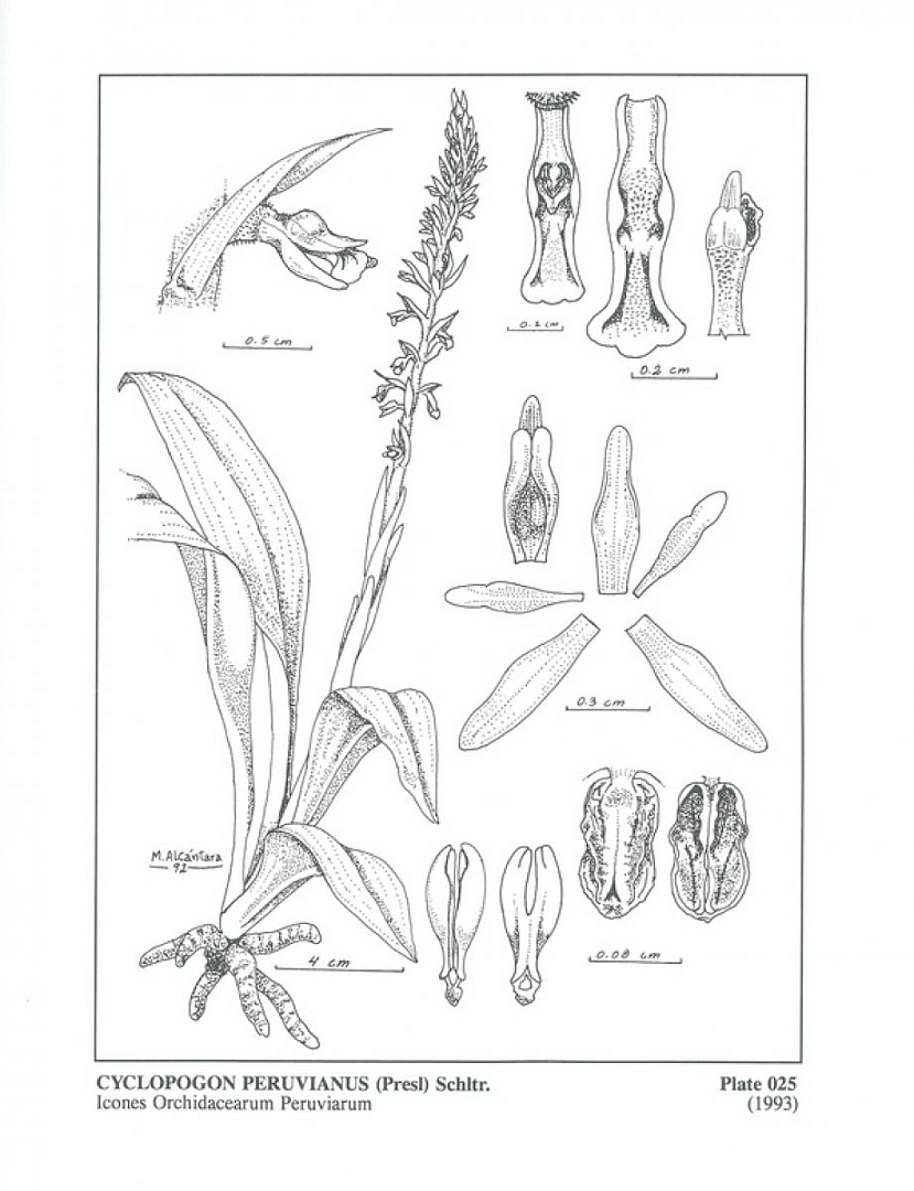 no HD illustration available (3)