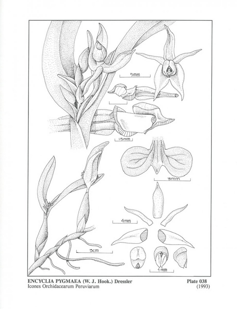 no HD illustration available (3)