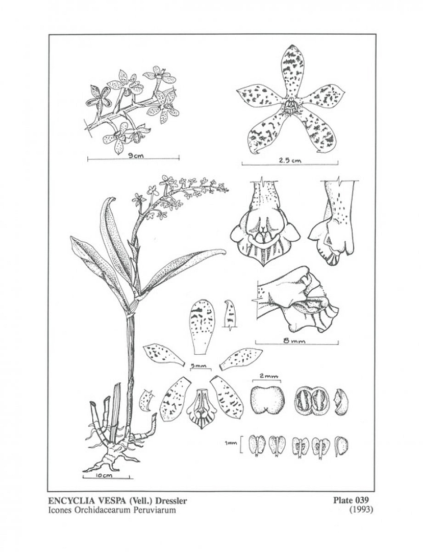 no HD illustration available (3)