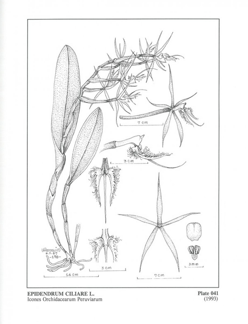 no HD illustration available (3)