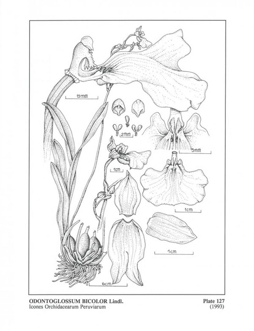 no HD illustration available (3)