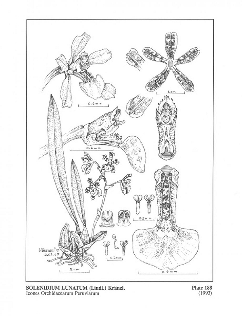 no HD illustration available (3)