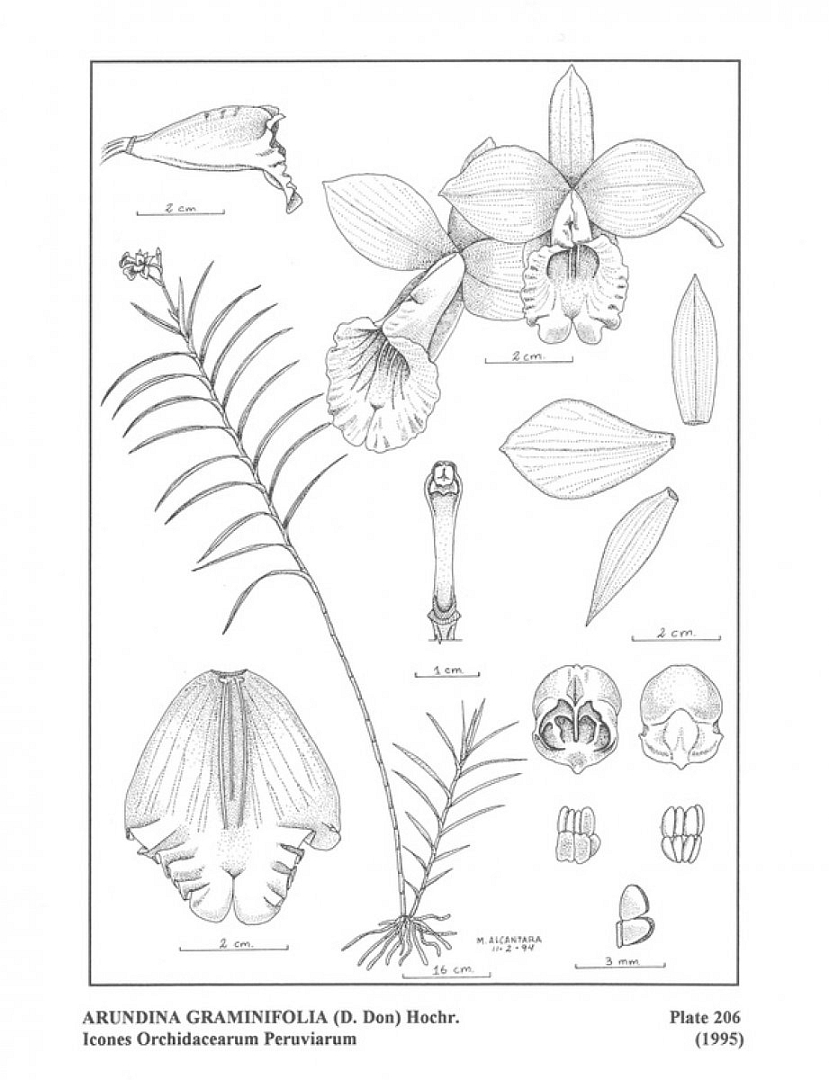 no HD illustration available (3)