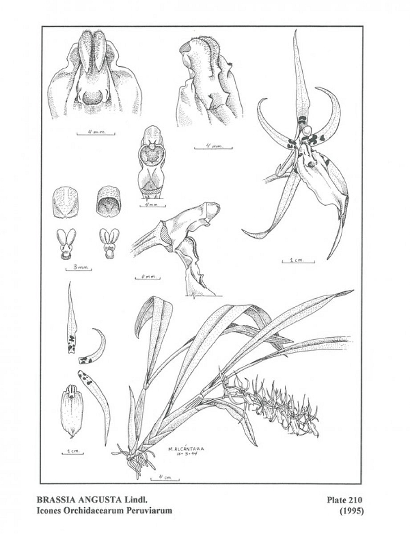 no HD illustration available (3)