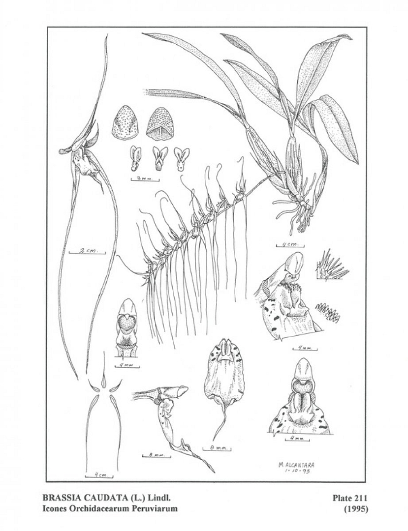 no HD illustration available (3)