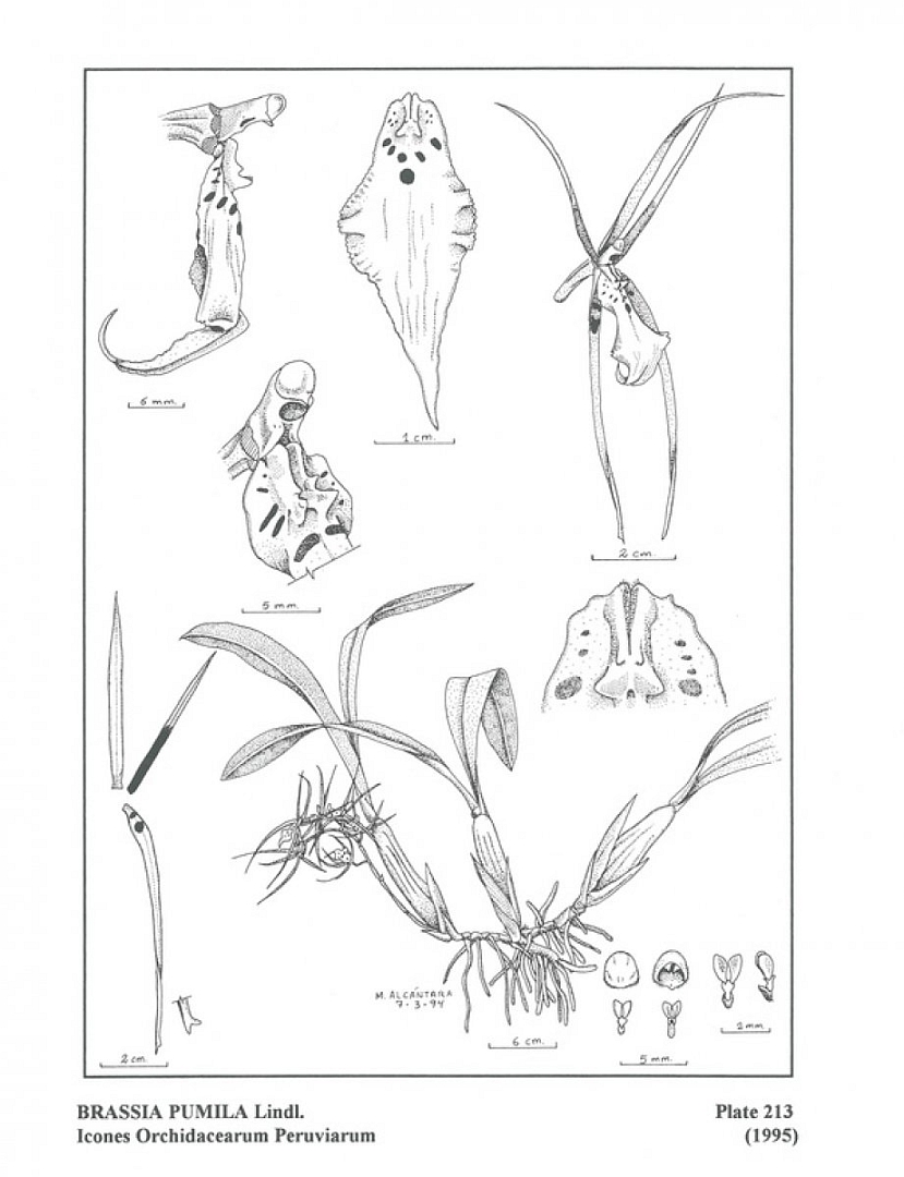 no HD illustration available (3)