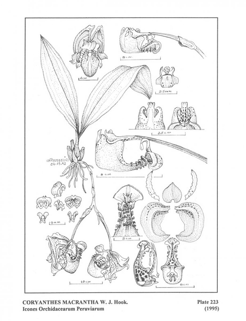 no HD illustration available (3)