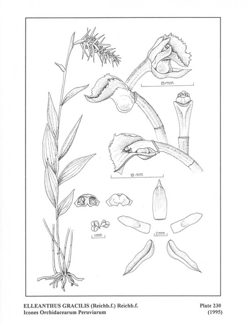 no HD illustration available (3)