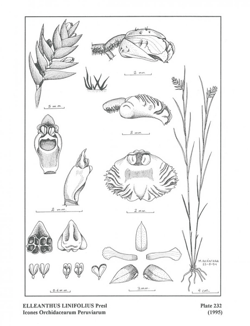 no HD illustration available (3)